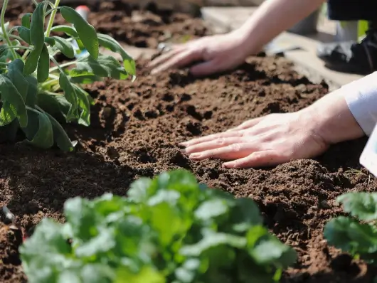 Premium Topsoil - Image 2